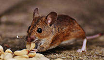 24 Hour & Emergency Exterminators in Hilland, SD